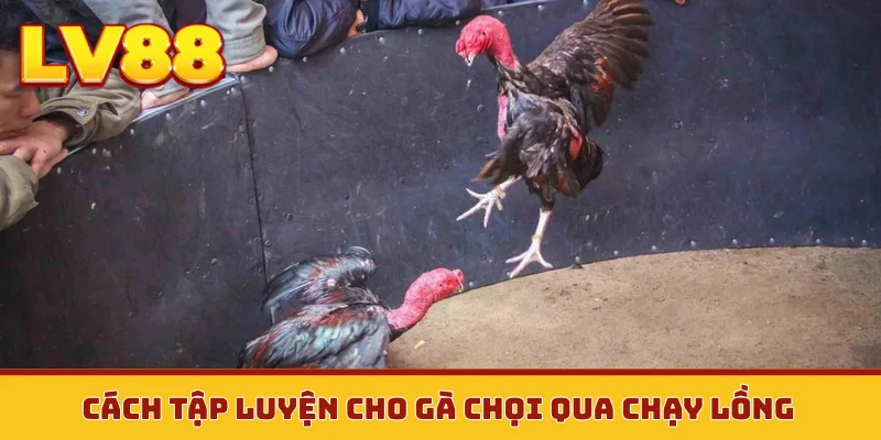 Cách tập luyện cho gà chọi qua chạy lồng