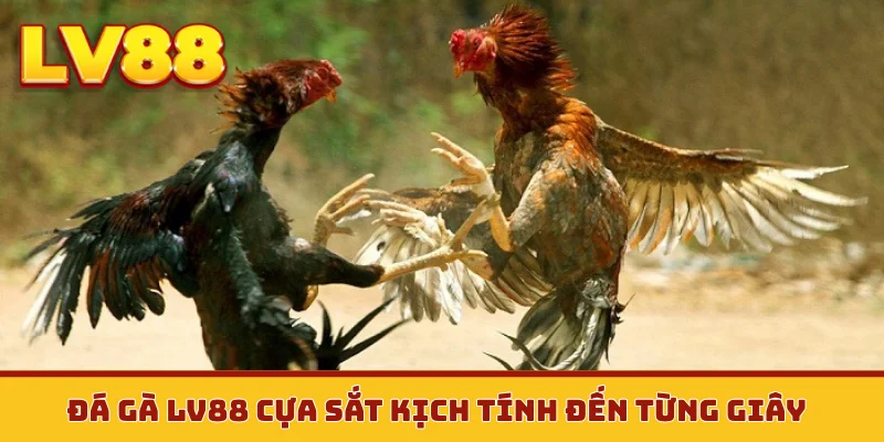 Đá gà LV88 cựa sắt kịch tính đến từng giây