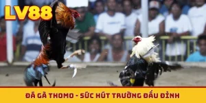 Đá gà Thomo