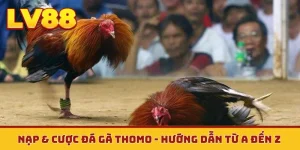 Nạp & cược đá gà Thomo
