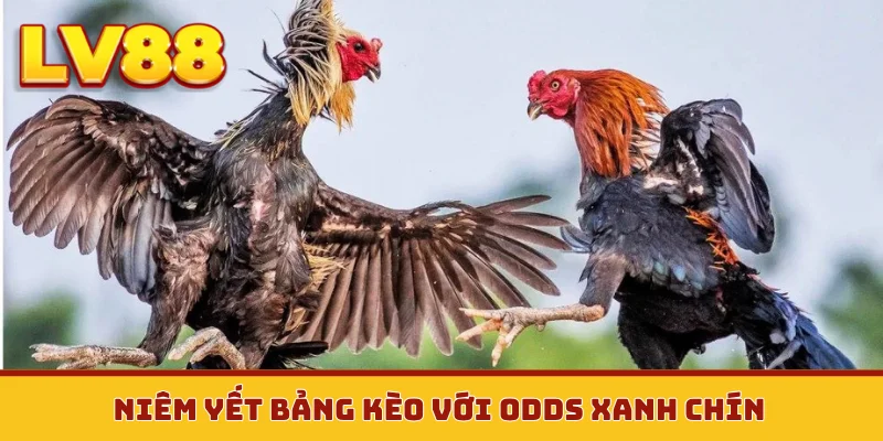 Niêm yết bảng kèo với odds xanh chín
