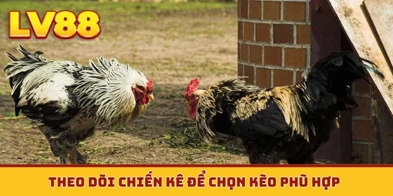 Theo dõi chiến kê để chọn kèo phù hợp
