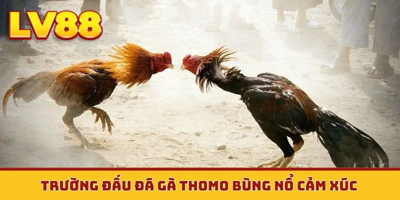 Trường đấu đá gà Thomo bùng nổ cảm xúc